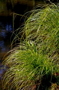 Grass, Water, Plant, Vegetation photo