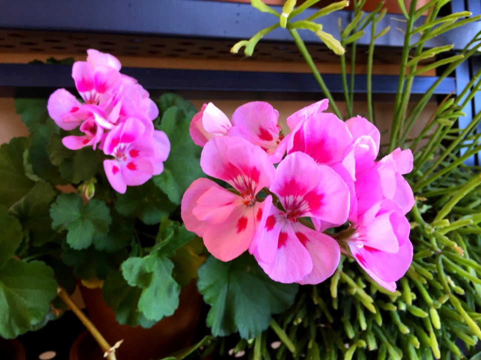 Flower, Plant, Flowering Plant, Geranium