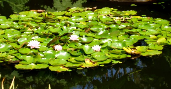 Plant, Aquatic Plant, Vegetation, Flora