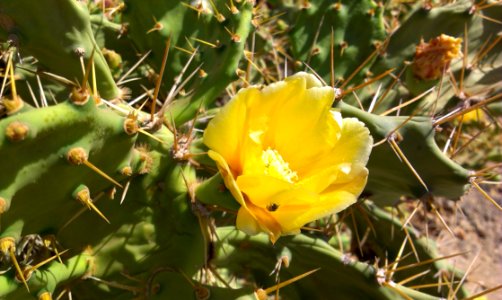 Plant, Flowering Plant, Eastern Prickly Pear, Vegetation