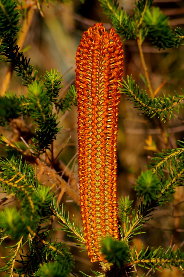 Banksia, Pine Family, Plant, Biome