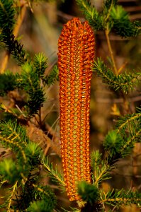 Banksia, Pine Family, Plant, Biome