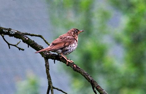 Bird, Fauna, Finch, Sparrow photo
