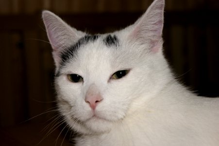 Cat, Whiskers, White, Face photo