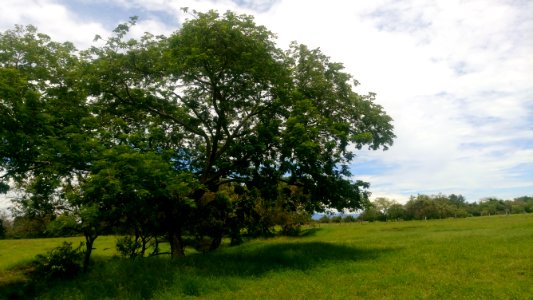 Tree, Grassland, Sky, Ecosystem photo