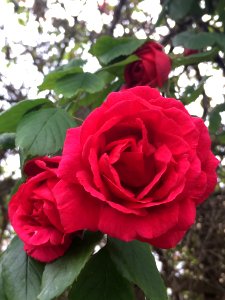 Flower, Rose, Rose Family, Plant