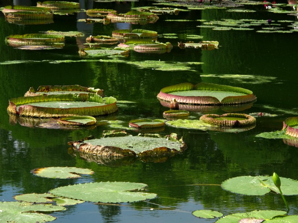 Water, Reflection, Green, Nature