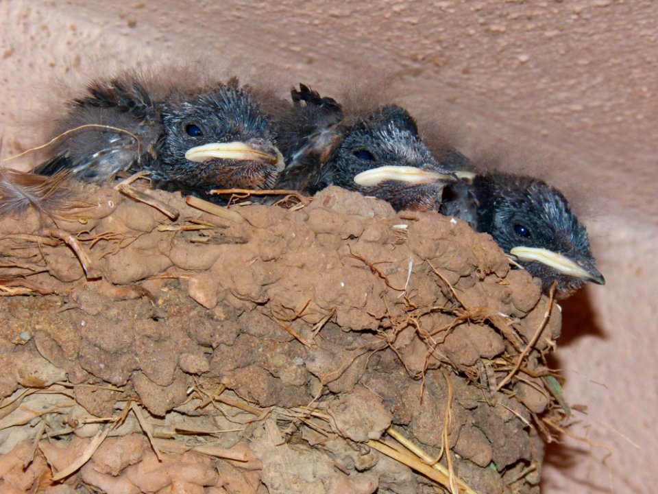 Bird, Fauna, Beak, Perching Bird