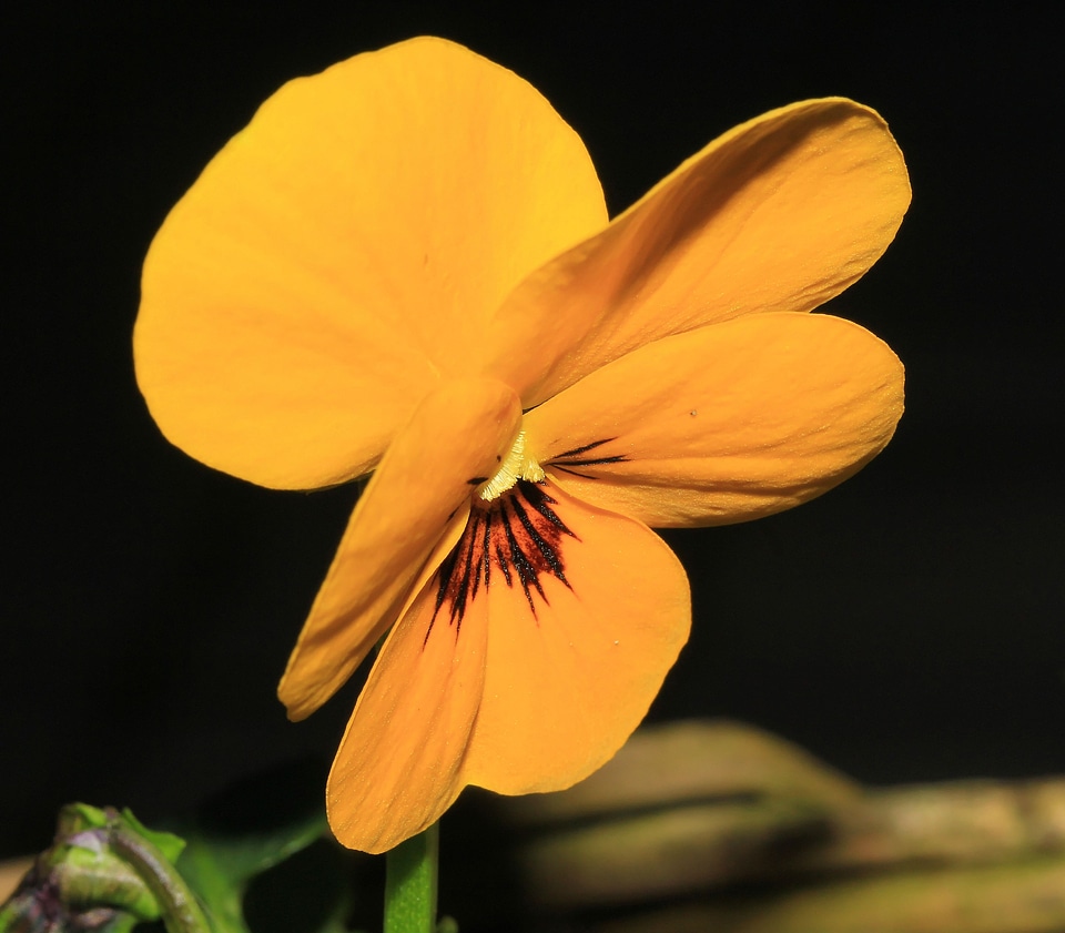 Bloom yellow violaceae
