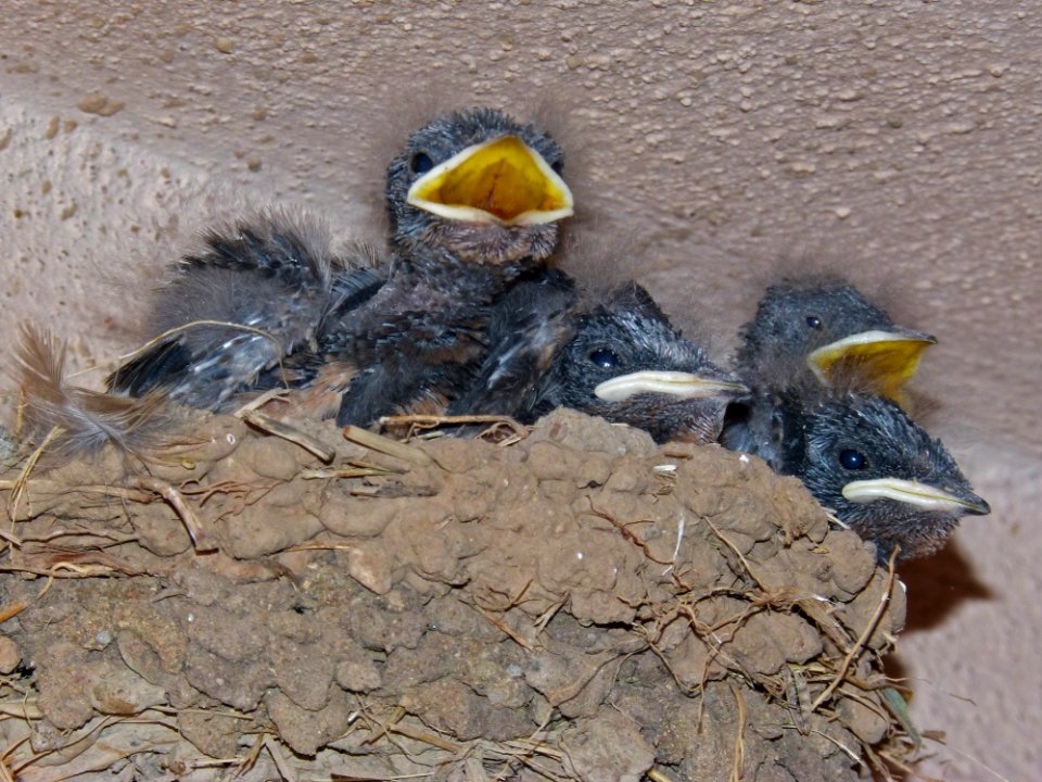 Bird, Fauna, Beak, Perching Bird