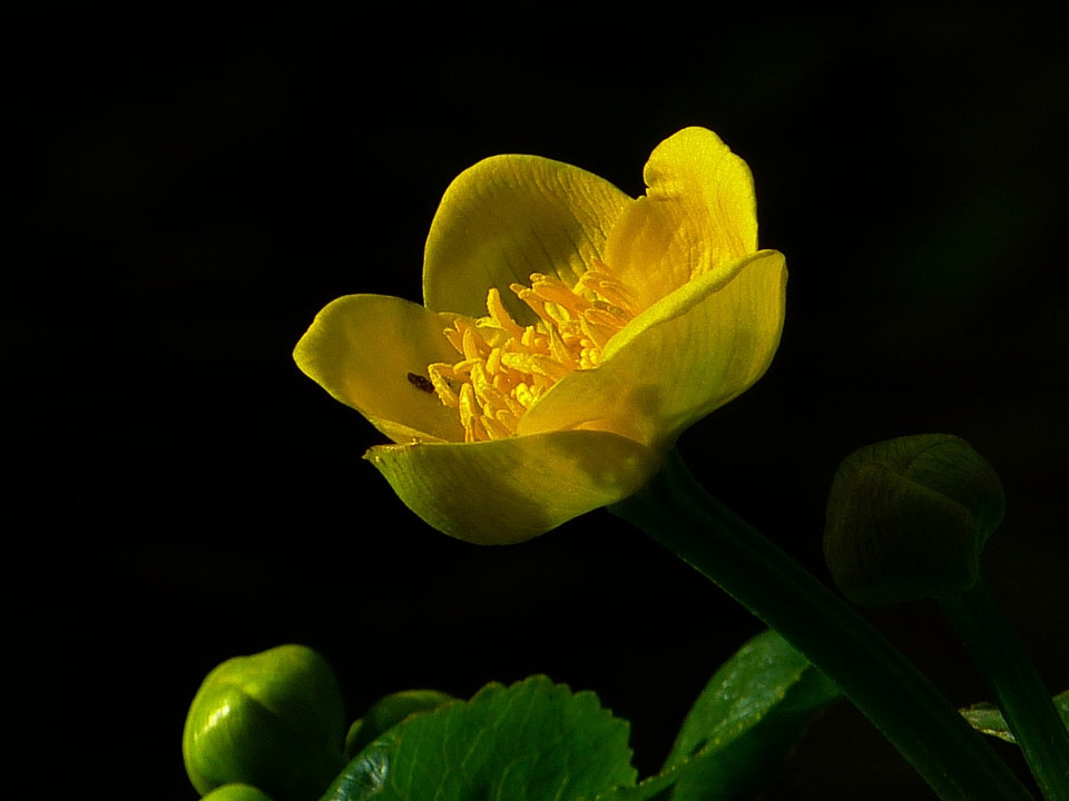 Marsh plant moist water