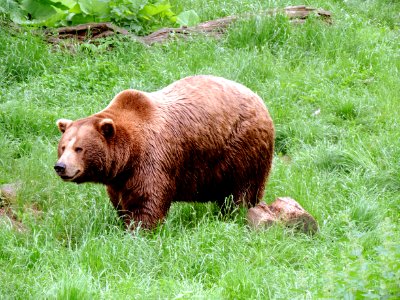 Brown Bear, Terrestrial Animal, Bear, Grizzly Bear
