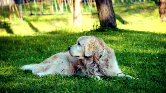 Grass, Dog Breed, Dog, Dog Like Mammal photo