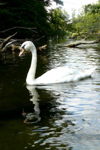 Swan, Waterway, Bird, Water Bird