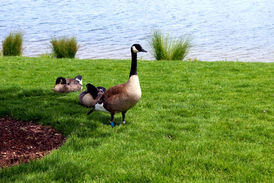 Bird, Fauna, Goose, Water Bird