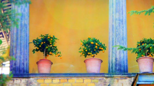 Yellow, Wall, Flower, Painting