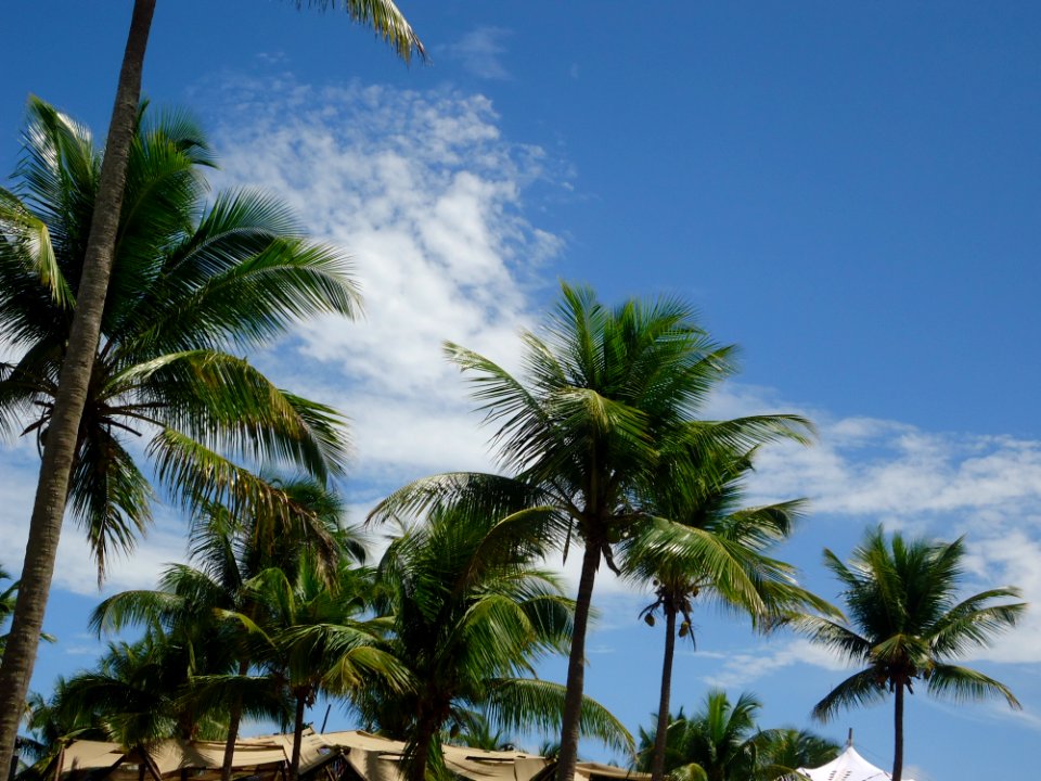 Sky, Tropics, Tree, Vegetation