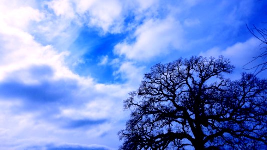 Sky, Cloud, Tree, Blue