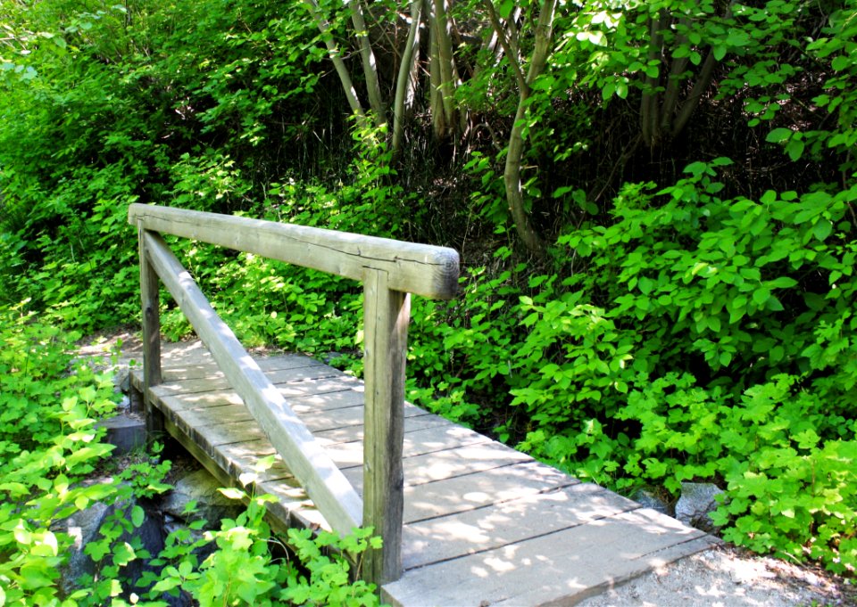 Nature Reserve, Path, Vegetation, Grass