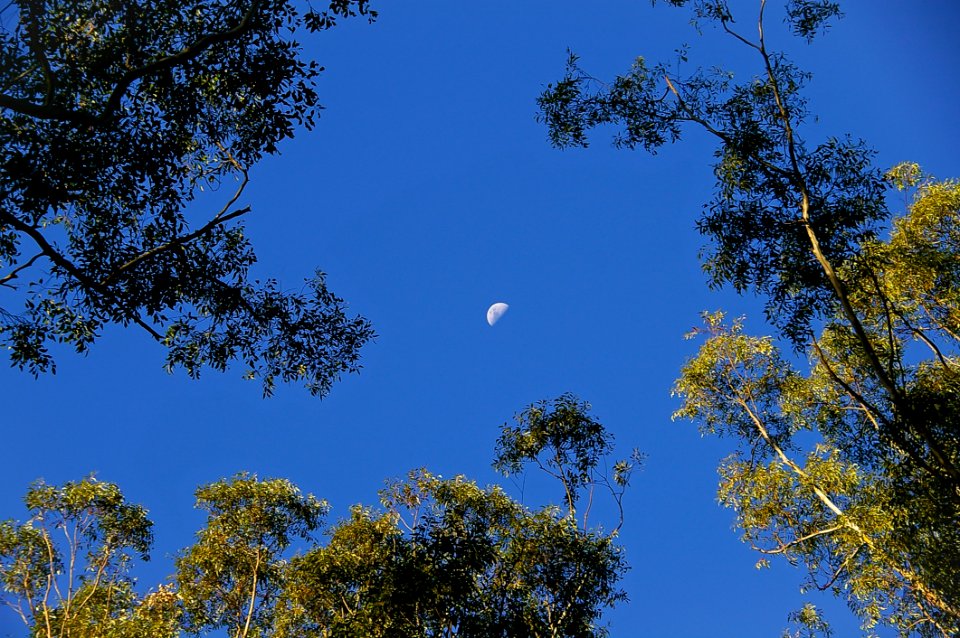 Sky, Tree, Branch, Woody Plant