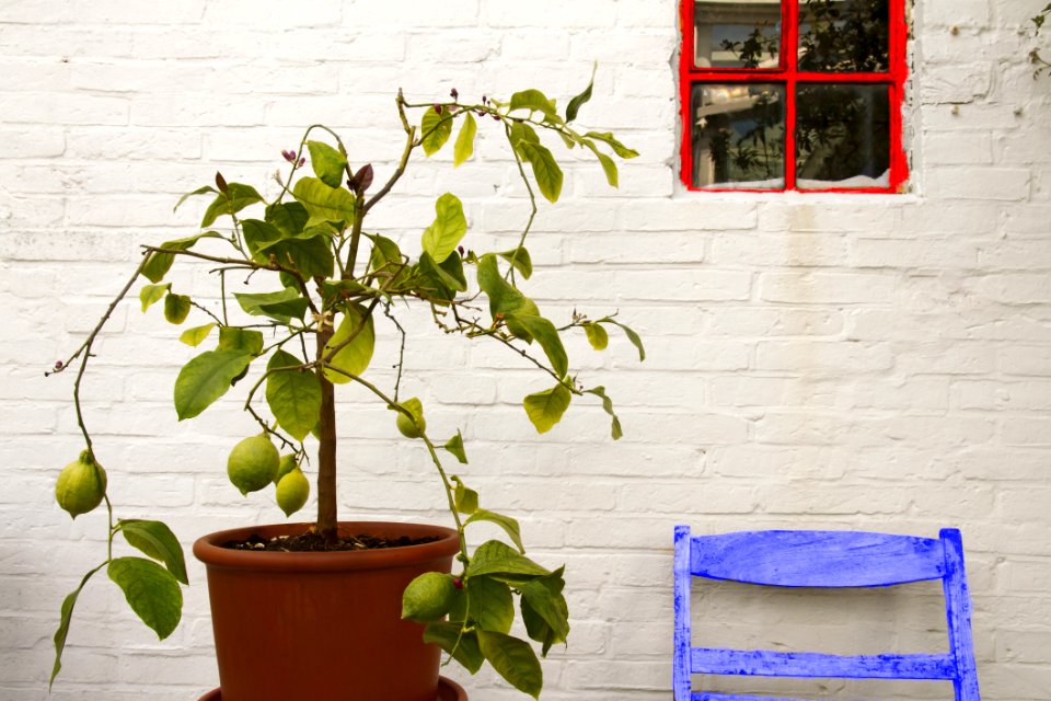 Plant, Flowerpot, Leaf, Houseplant