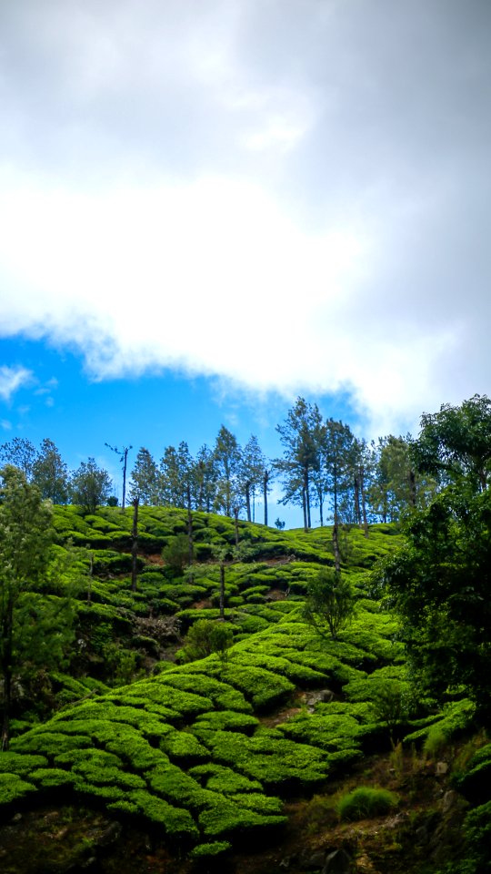 Sky, Vegetation, Nature, Cloud photo