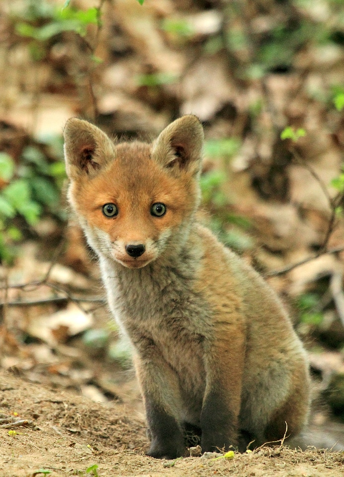 Nature mammal small