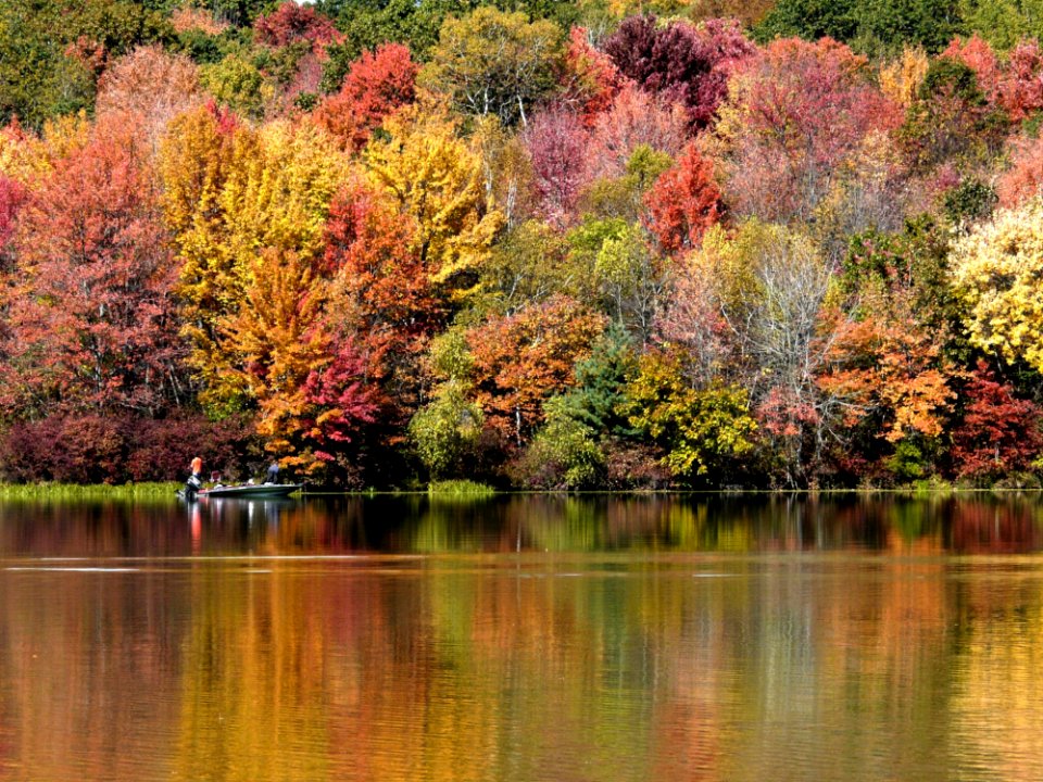 Reflection, Water, Nature, Leaf