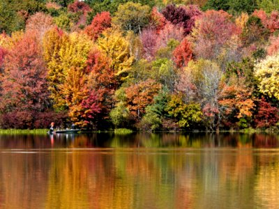 Reflection, Water, Nature, Leaf photo