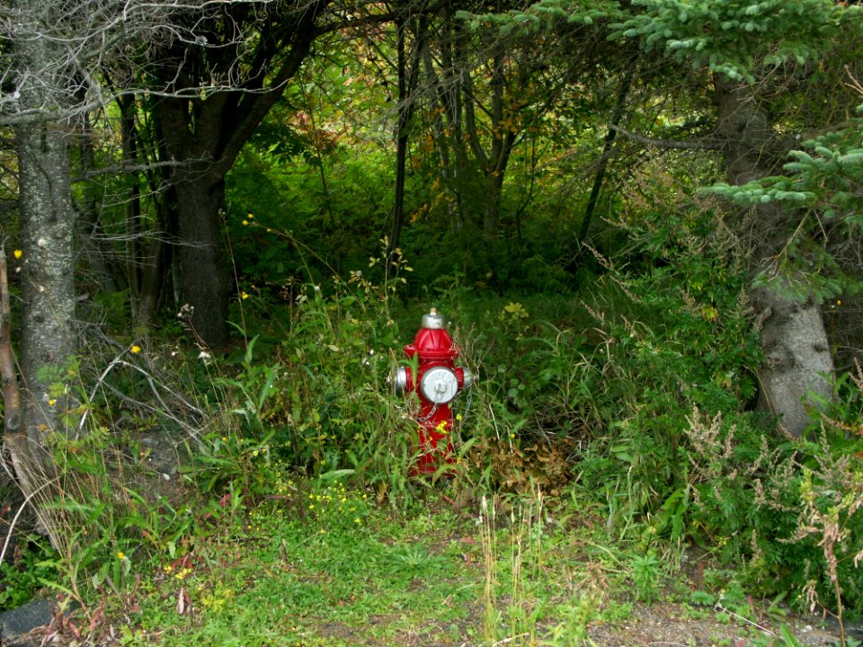 Ecosystem, Vegetation, Nature Reserve, Woodland