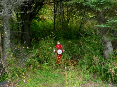 Ecosystem, Vegetation, Nature Reserve, Woodland