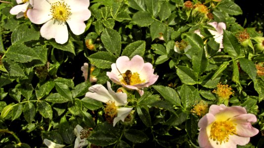 Flower, Rosa Canina, Plant, Flowering Plant