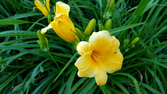 Yellow, Daylily, Flower, Flora photo