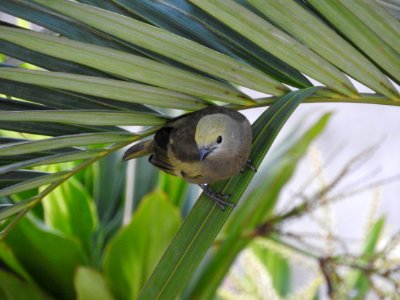 Bird, Fauna, Beak, Grass Family