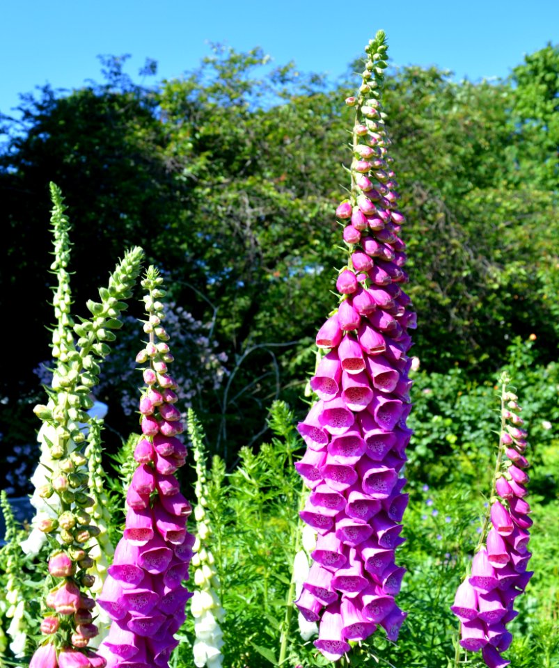 Flower, Plant, Digitalis, Lupin