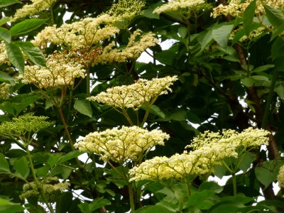 Plant, Nannyberry, Viburnum, Flower