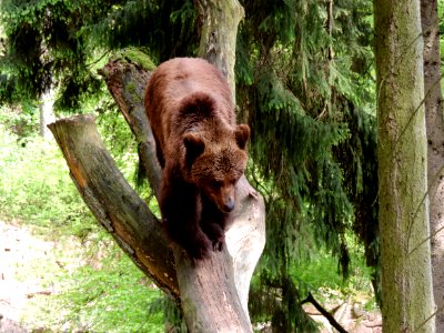 Brown Bear, Wilderness, Nature Reserve, Terrestrial Animal