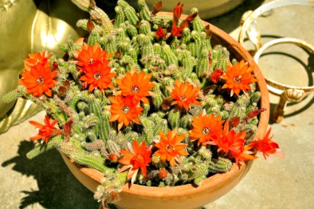 Plant, Flower, Flowering Plant, Hedgehog Cactus photo