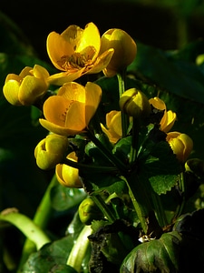Marsh plant moist water