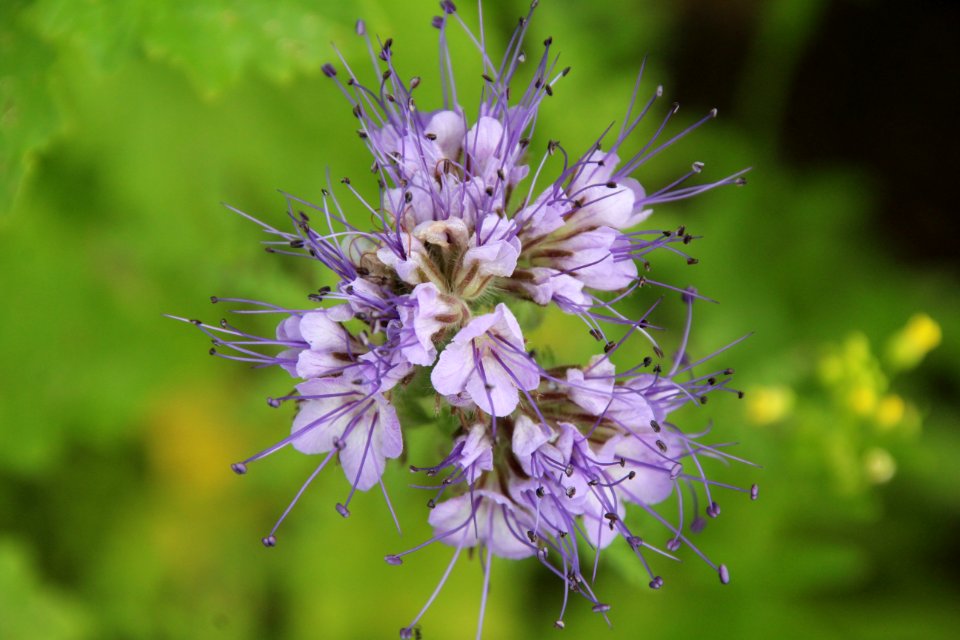 Flower, Plant, Flora, Subshrub