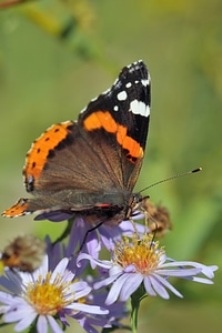 Insect butterfly macro