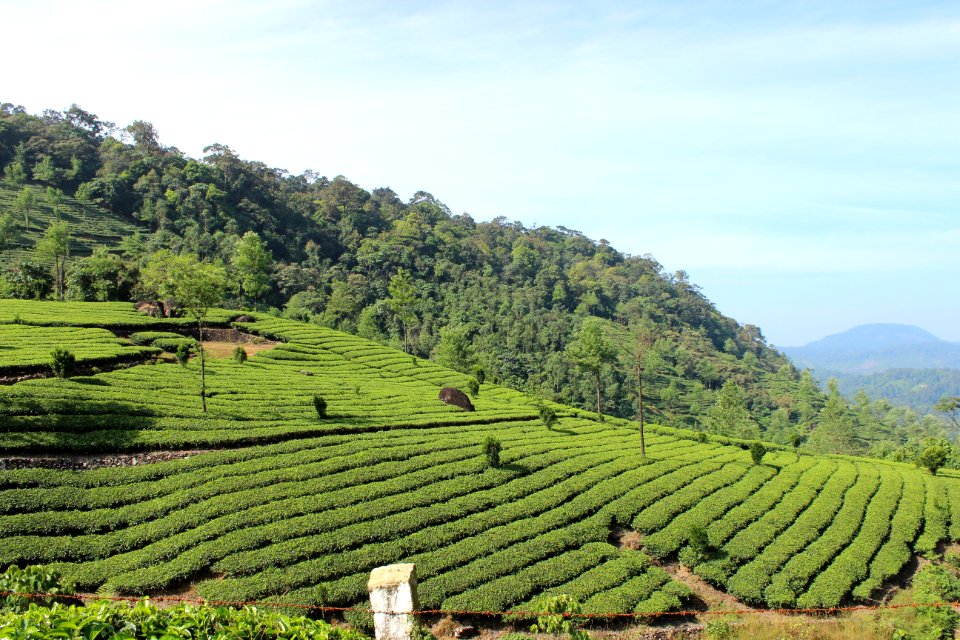 Agriculture, Vegetation, Field, Hill Station