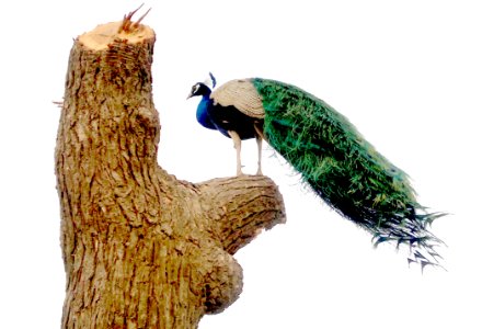 Fauna, Bird, Beak, Feather photo