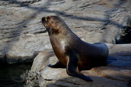 Seals, Fauna, Mammal, Harbor Seal photo
