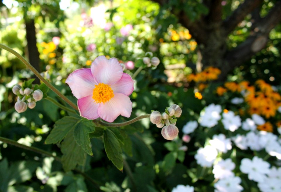 Flower, Plant, Flora, Flowering Plant