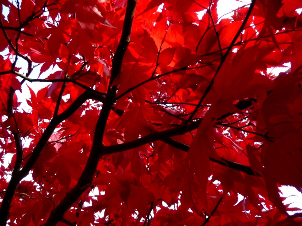 Red, Leaf, Tree, Autumn