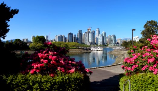 Flower, Nature, City, Plant