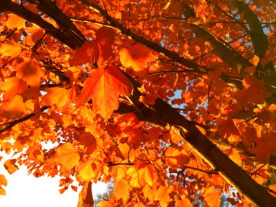 Autumn, Leaf, Tree, Deciduous photo