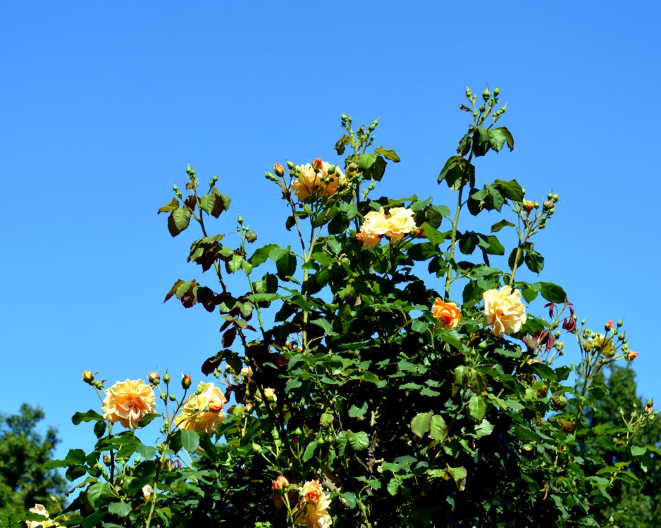 Flower, Plant, Flora, Flowering Plant