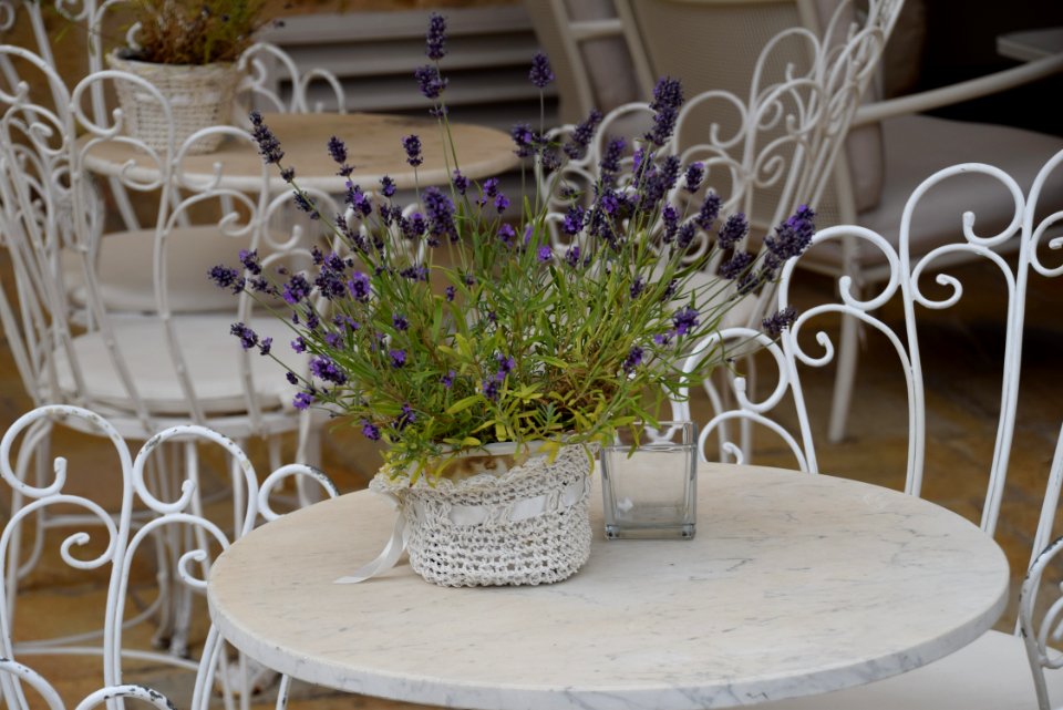 Flower, Purple, Plant, Lavender photo